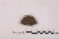 藏品(縮葉苔屬)的圖片